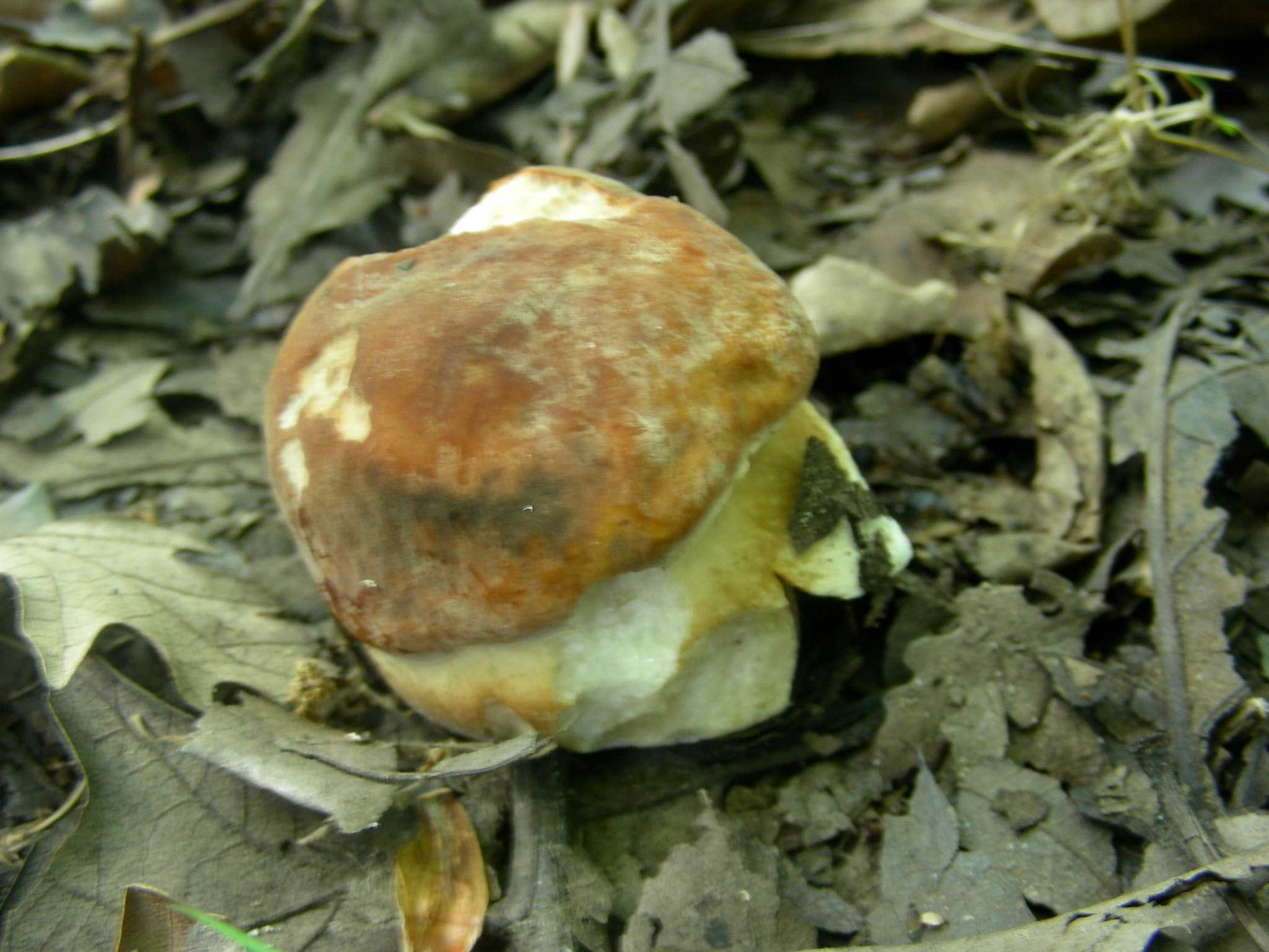 1341  Maggio vecchio ritrovamento